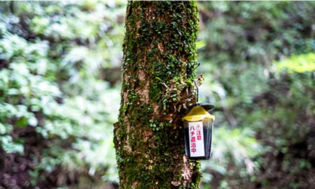 蜂を除去するためのセット